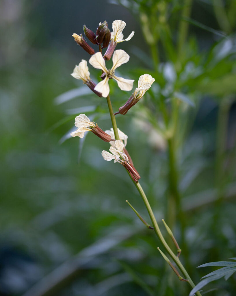 ルッコラの花