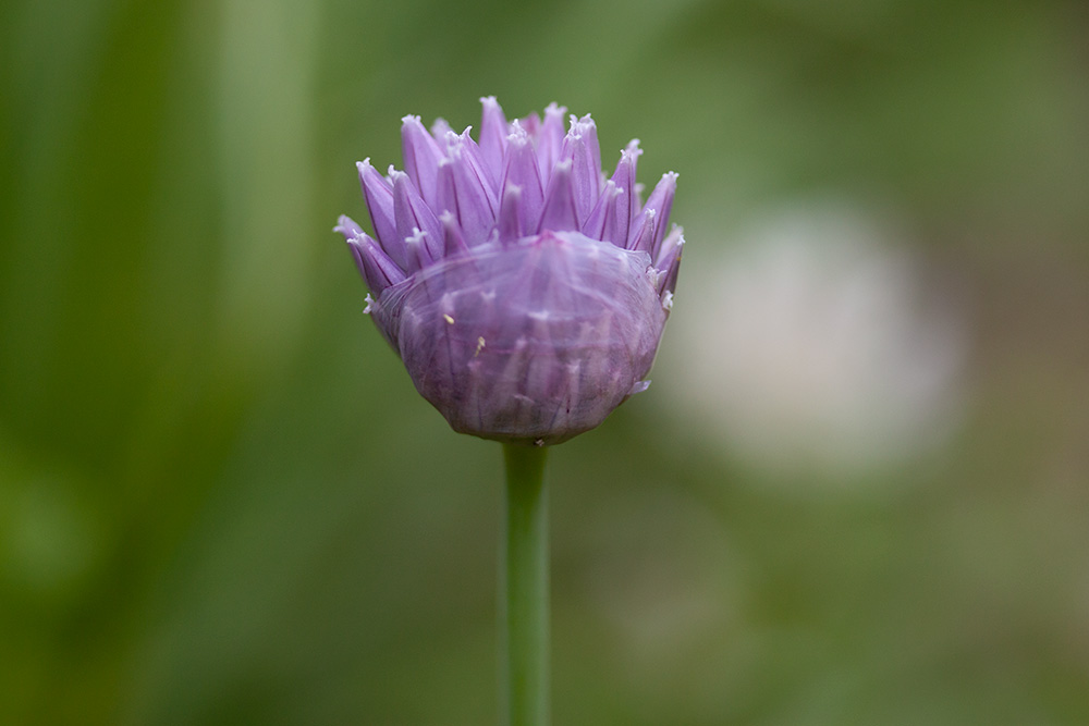 チャイブの花