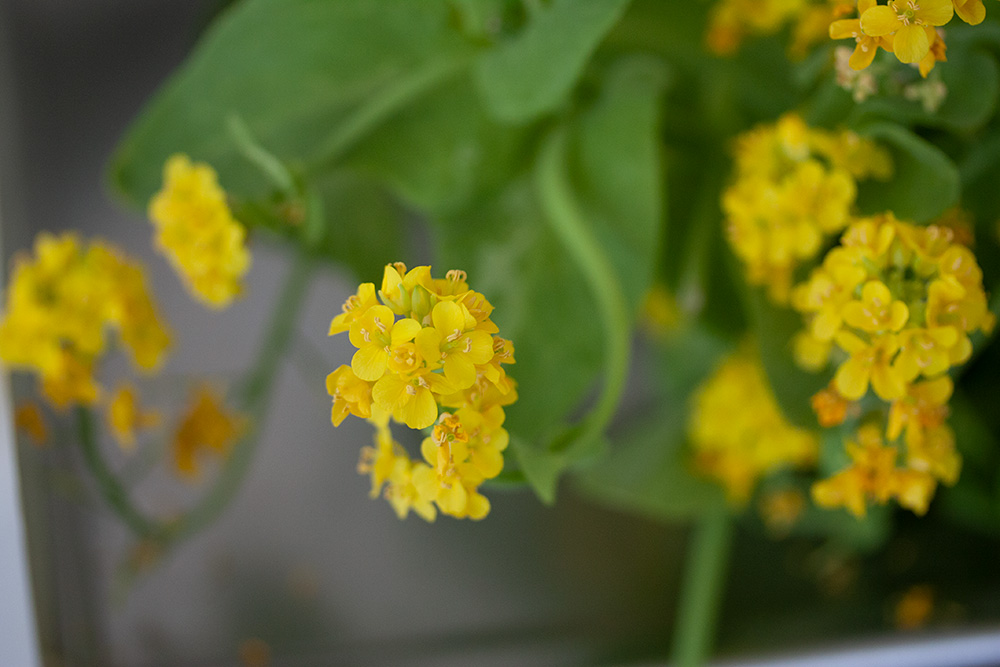 白菜の花