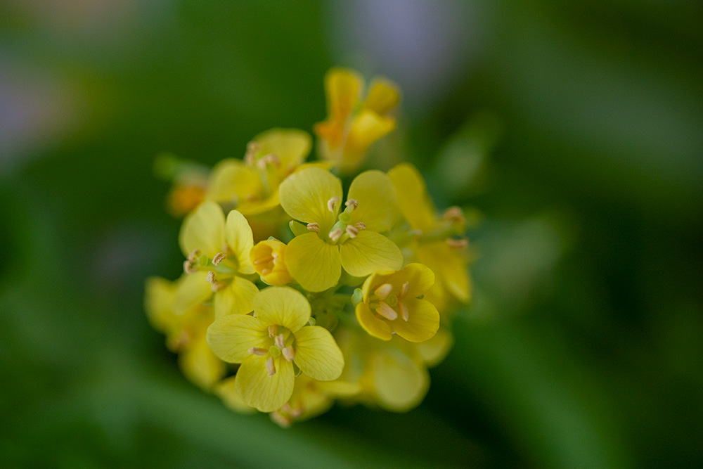 白菜の花