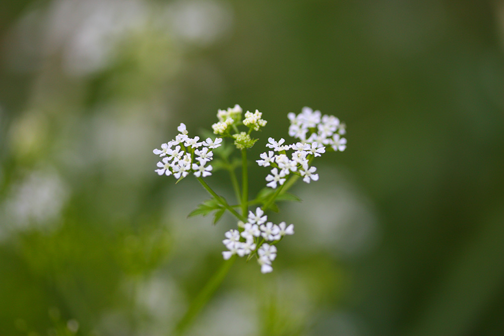 チャービルの花