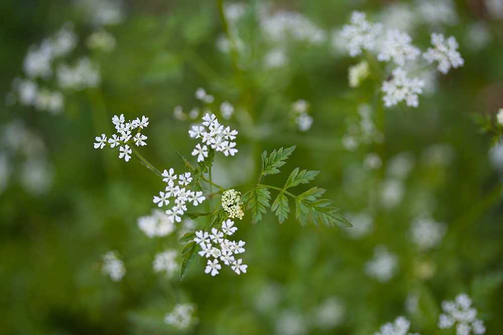 チャービルの花