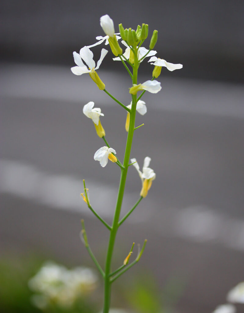 大根の花