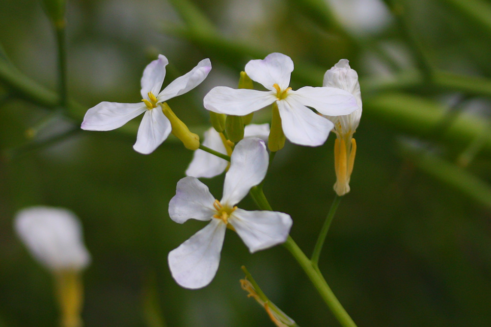 大根の花