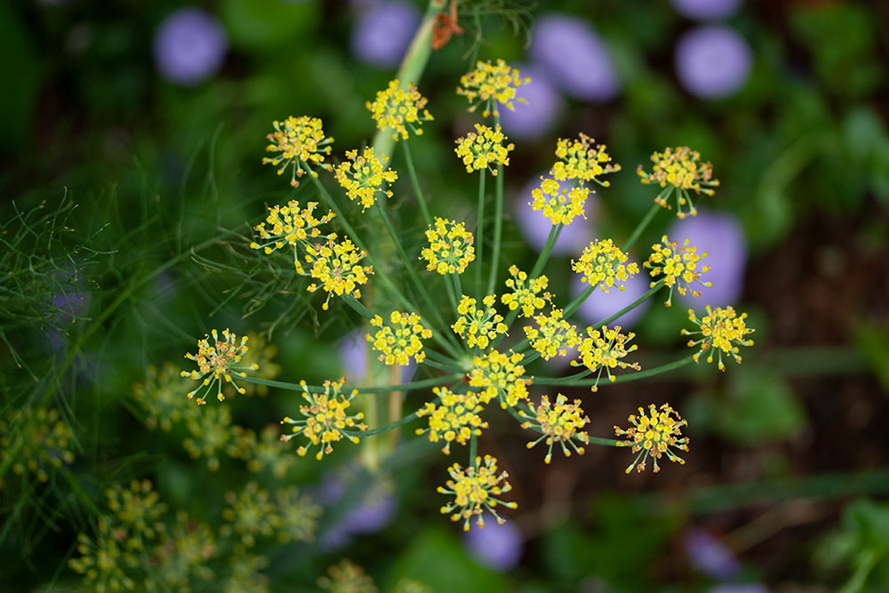 フェンネルの花