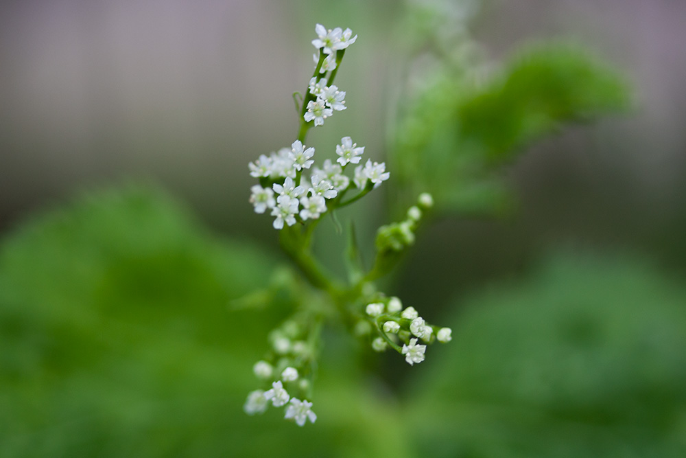 三つ葉の花