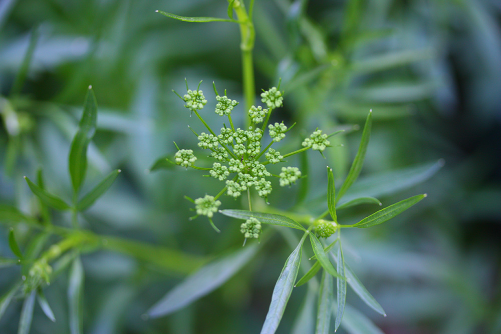 パセリの花