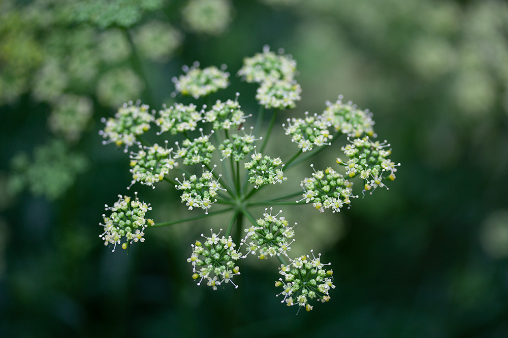 パセリの花