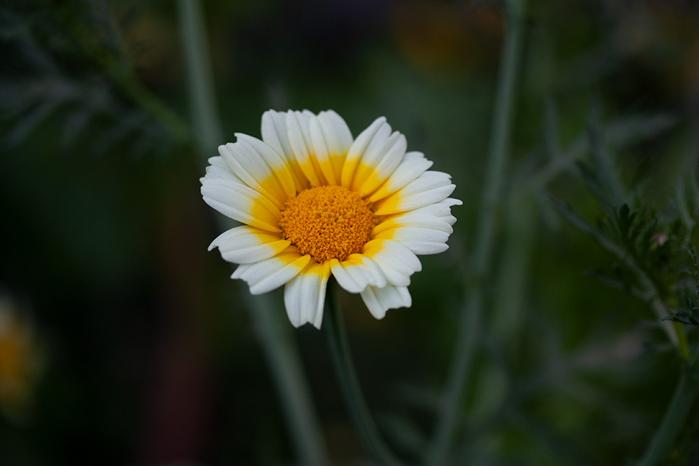 春菊の花