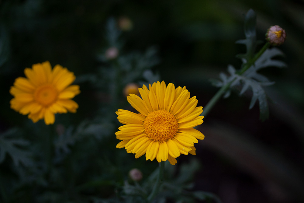 黄色い春菊の花